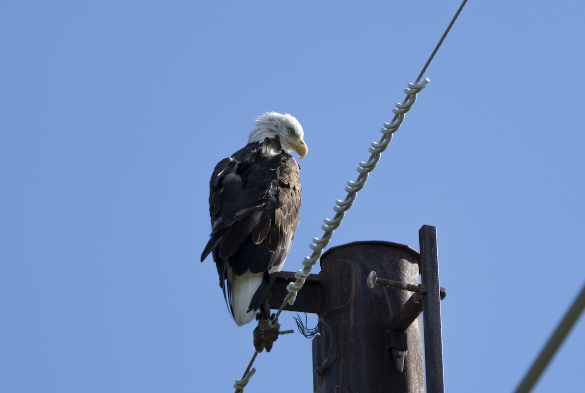 Bald Eagle - ML638991557