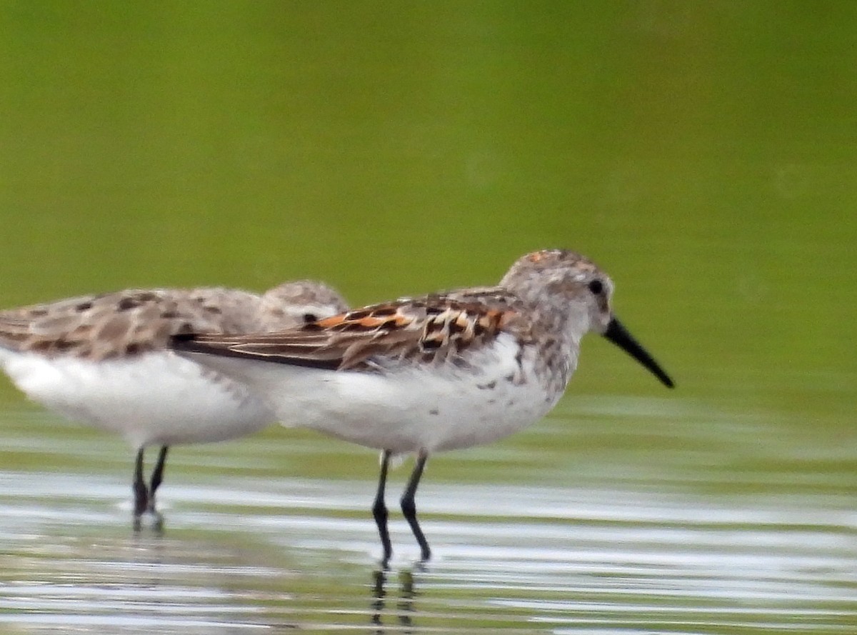 Bergstrandläufer - ML638991582
