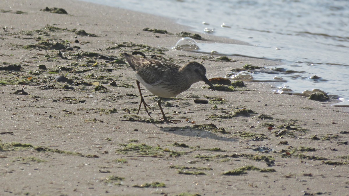 Least Sandpiper - ML638991598