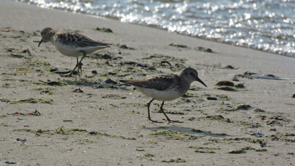 Least Sandpiper - ML638991599