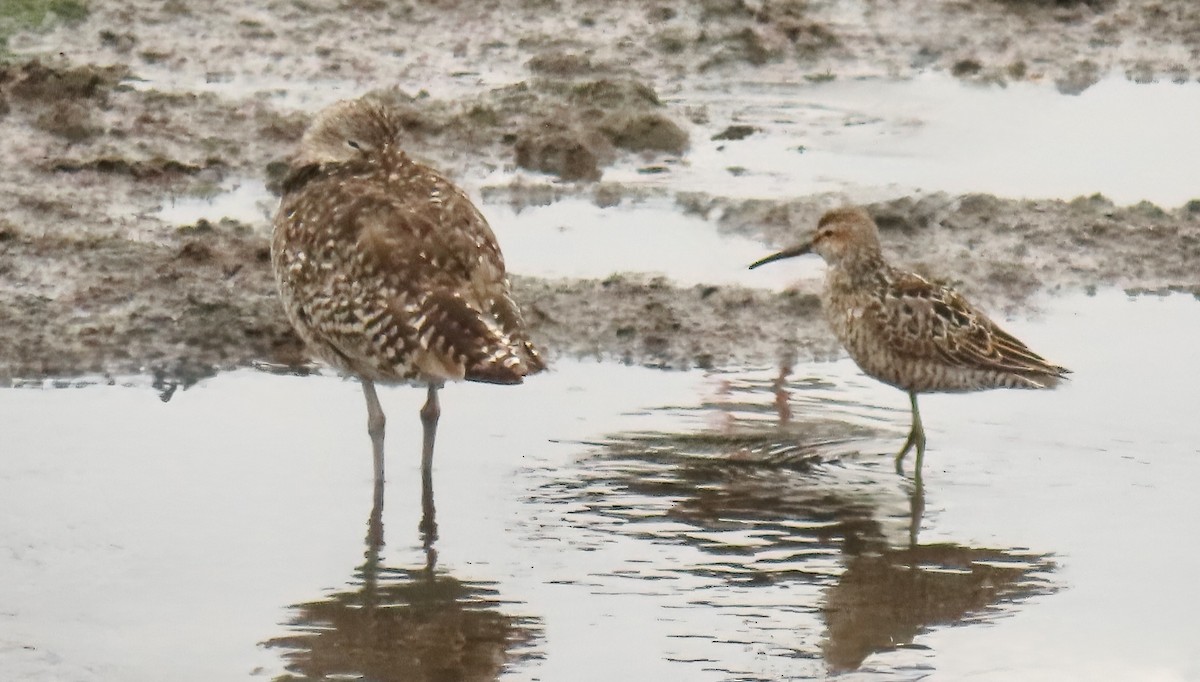 Stilt Sandpiper - ML638991603