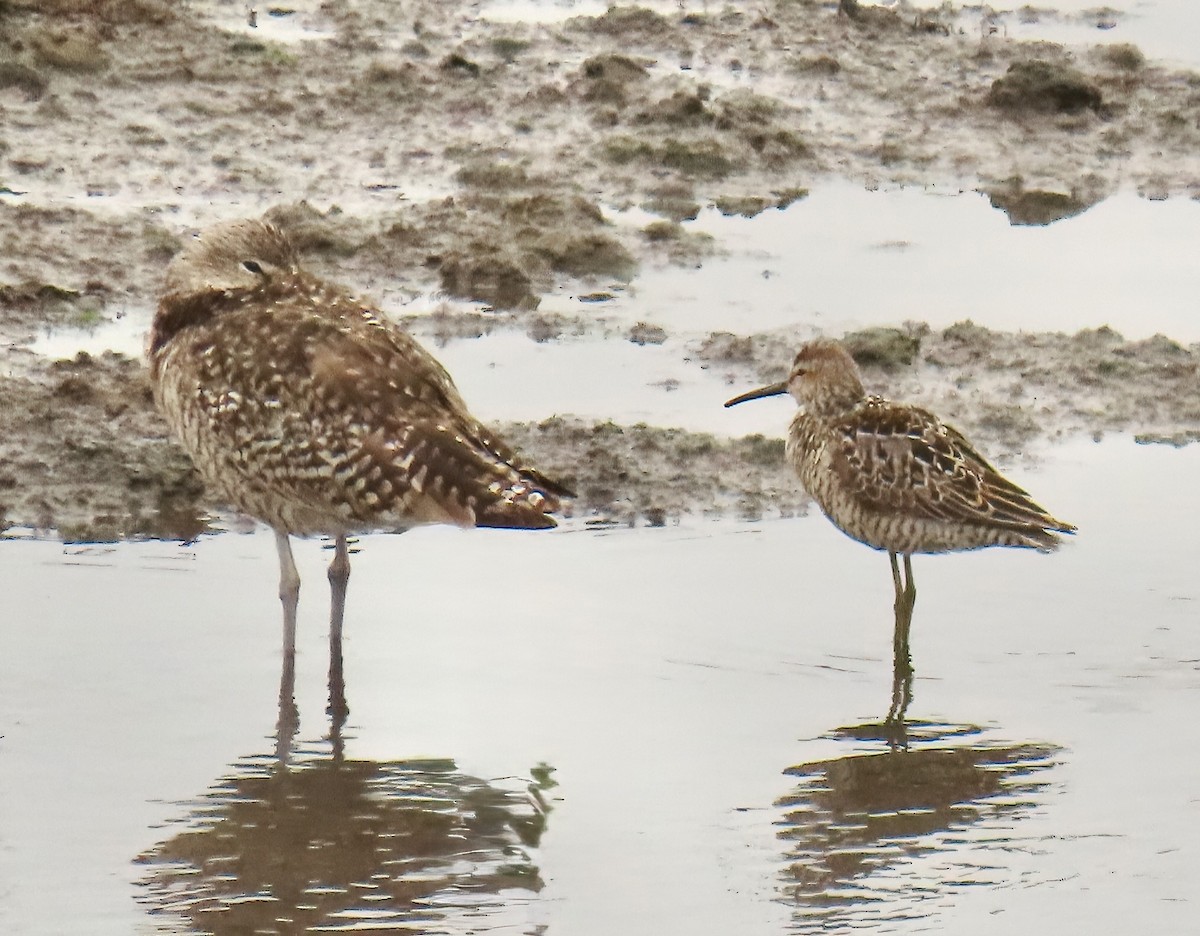 Stilt Sandpiper - ML638991606