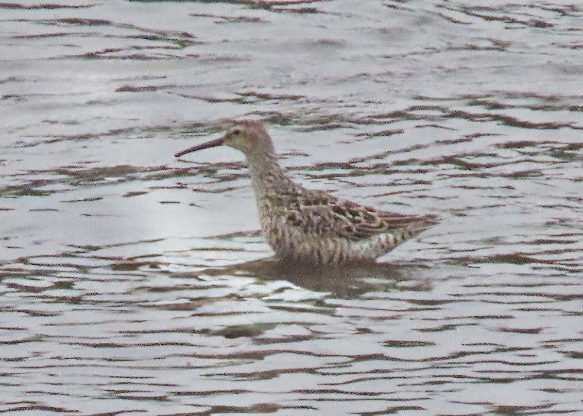 Stilt Sandpiper - ML638991609