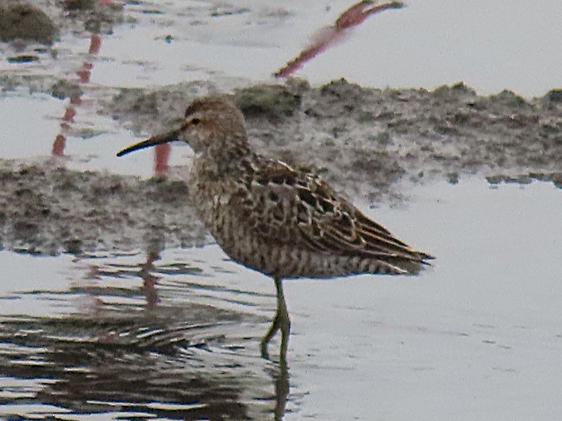 Stilt Sandpiper - ML638991671