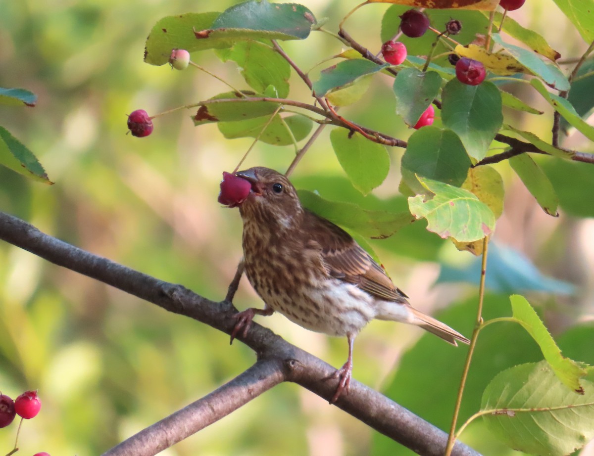 Purple Finch - ML638991711