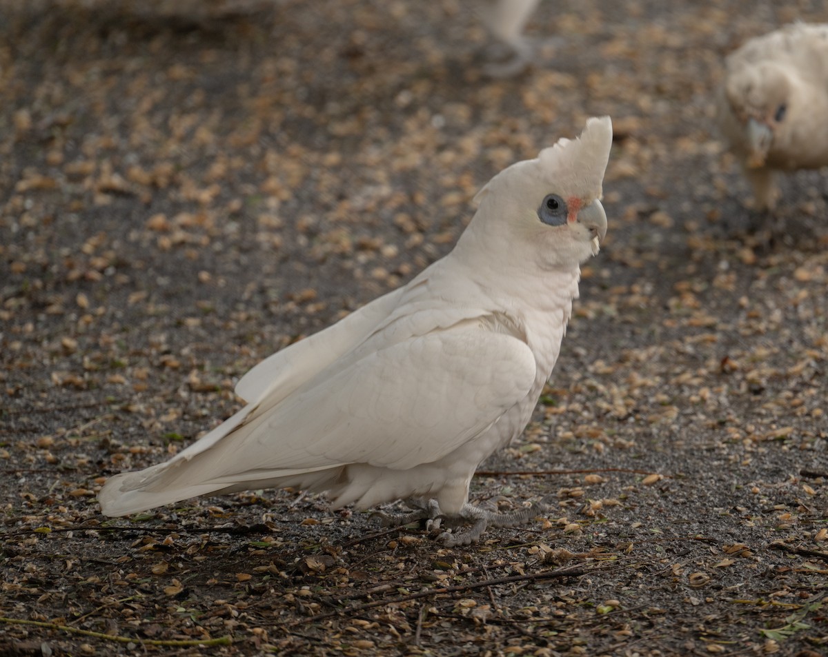 Little Corella - ML638991717