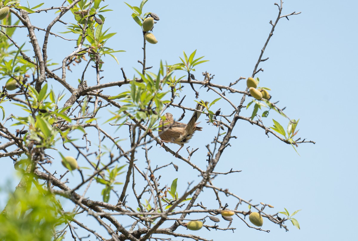 Rock Bunting - ML638991725