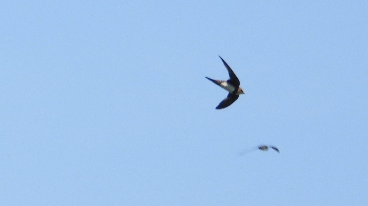 Alpine Swift - ML638991731