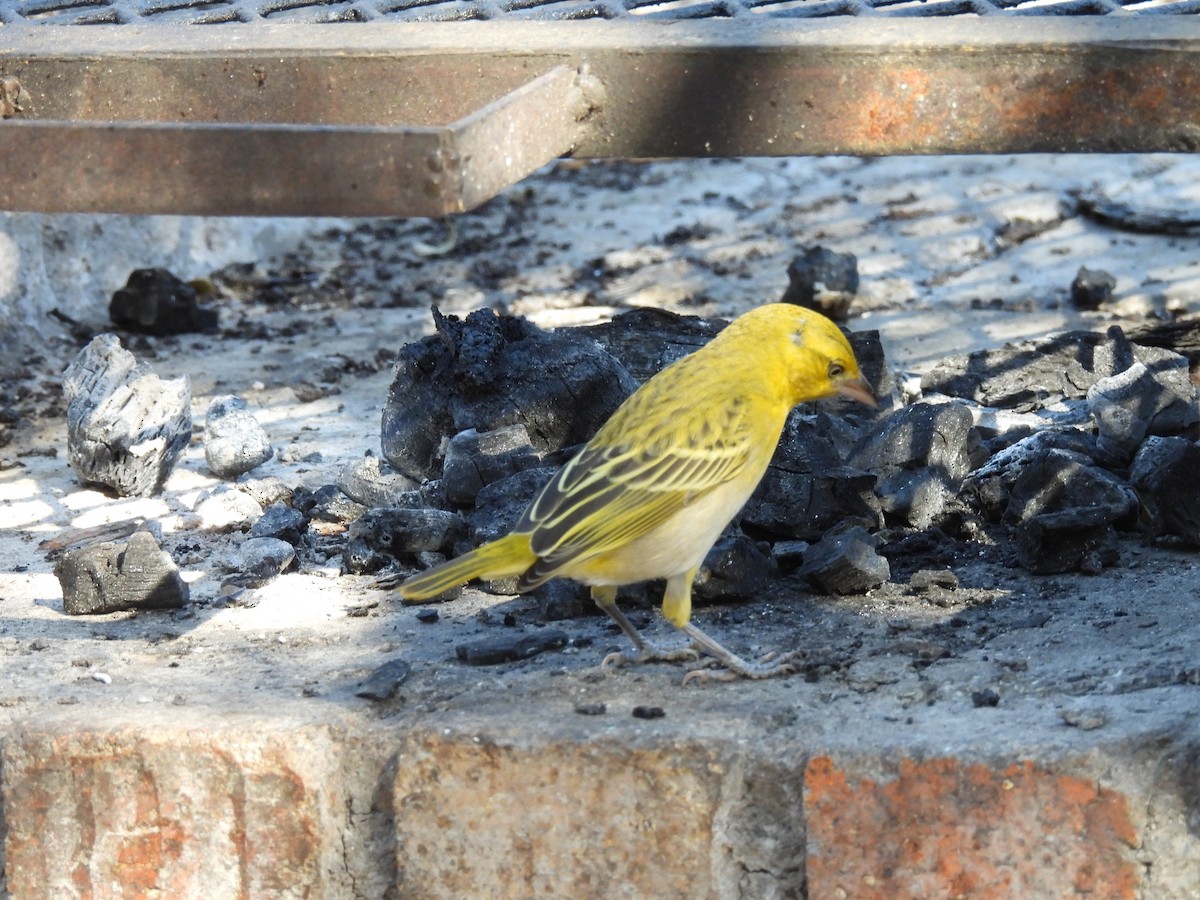 Southern Masked-Weaver - ML638991733