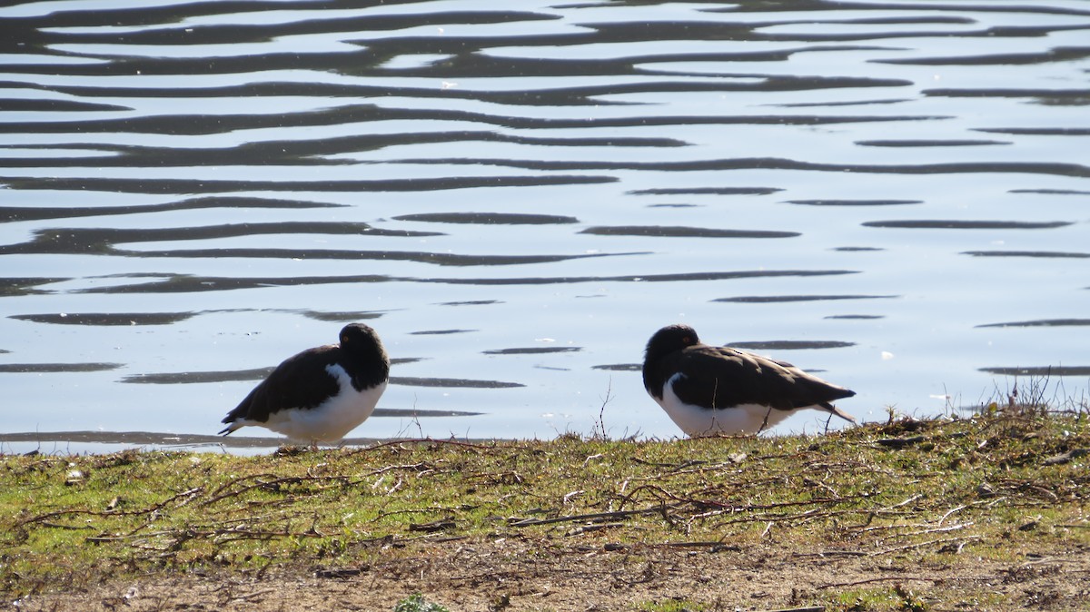 American Oystercatcher - ML638991740