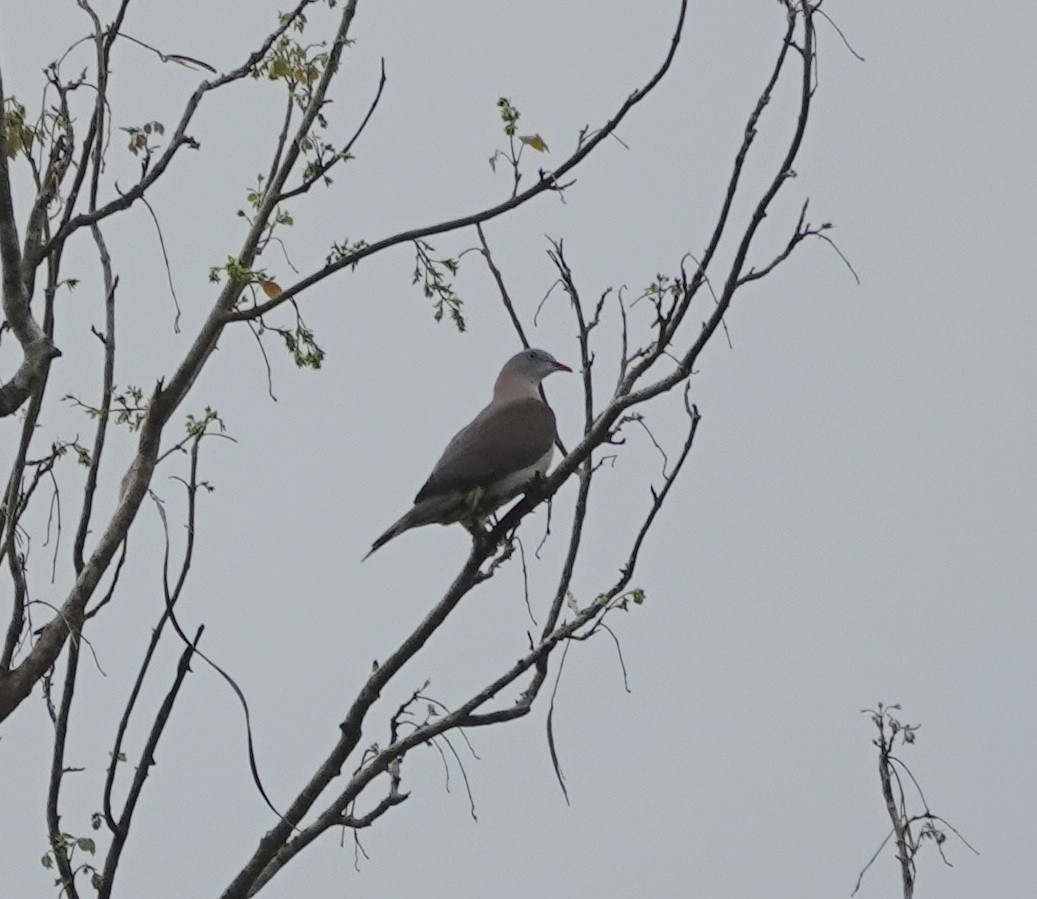 Mountain Imperial-Pigeon - ML638991745