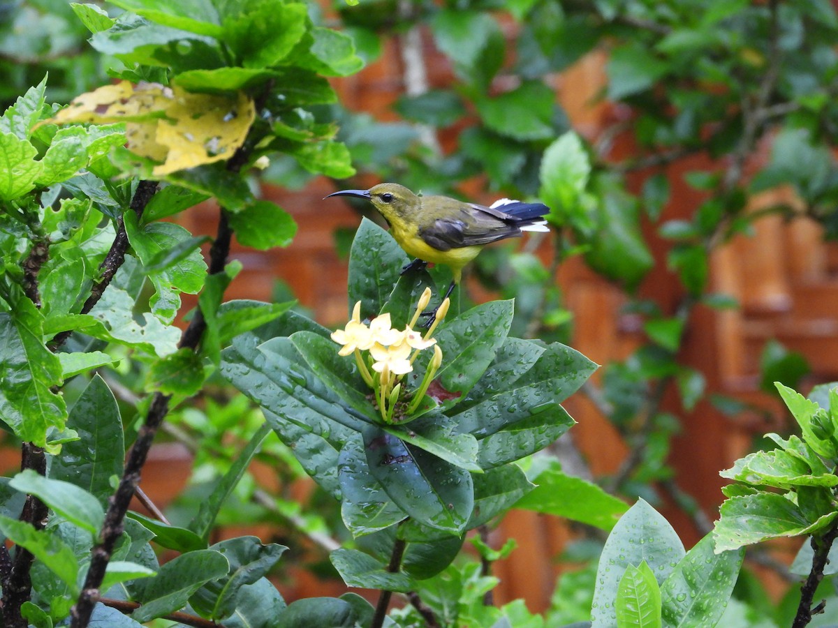 Garden Sunbird - ML638991750