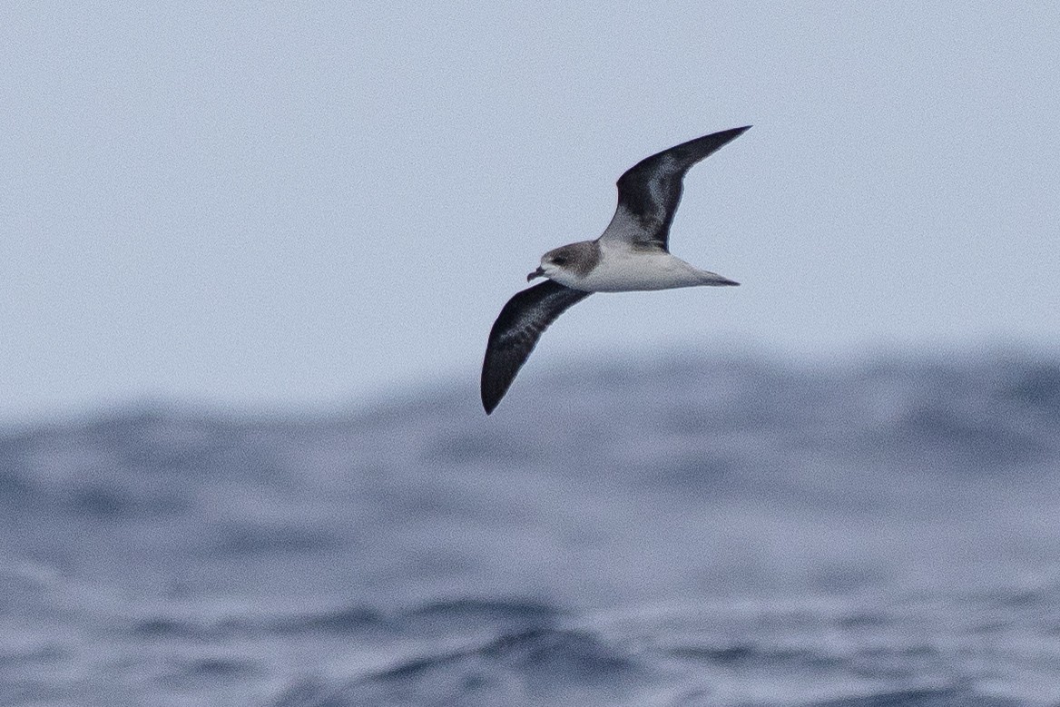 Zino's Petrel - ML638991751