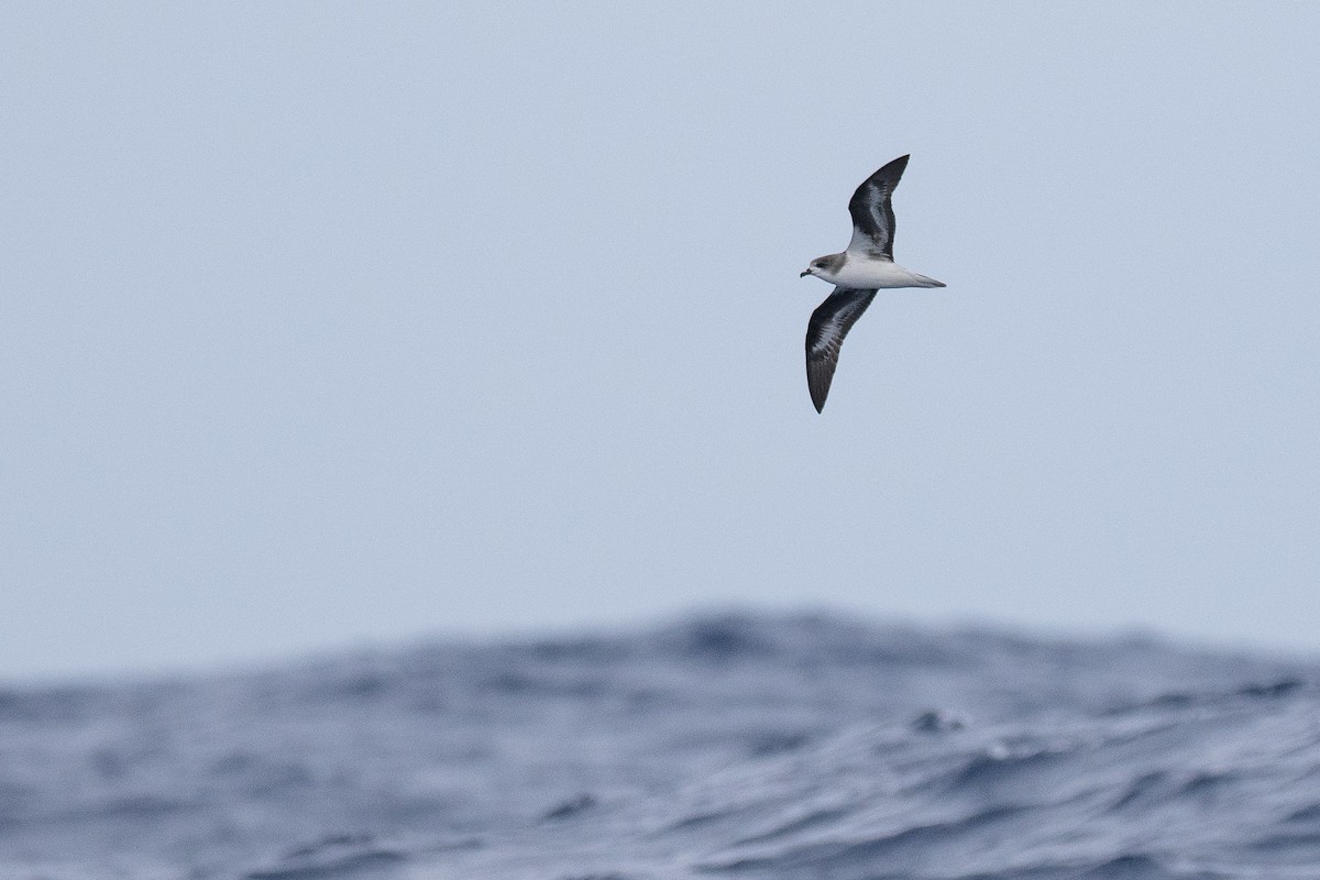 Zino's Petrel - ML638991752