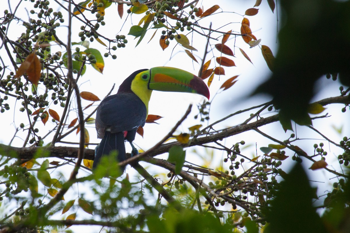 Keel-billed Toucan - ML638991754