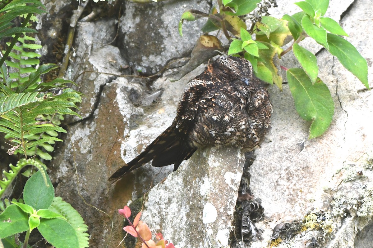 Lyre-tailed Nightjar - ML638991758