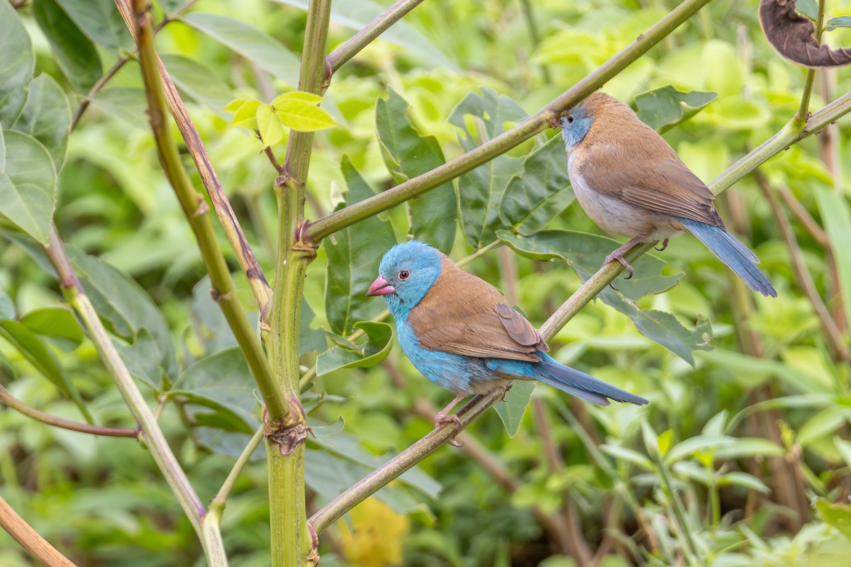 Blue-capped Cordonbleu - ML638991760