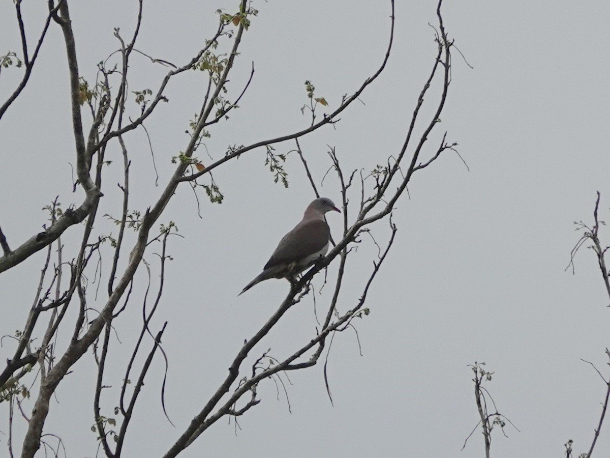 Mountain Imperial-Pigeon - ML638991762