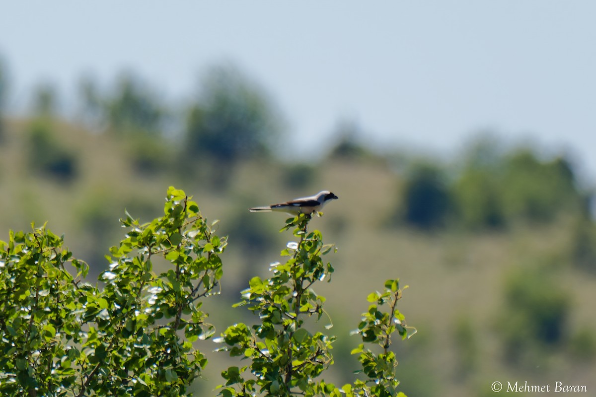Lesser Gray Shrike - ML638991765