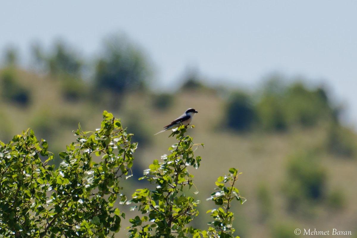 Lesser Gray Shrike - ML638991766