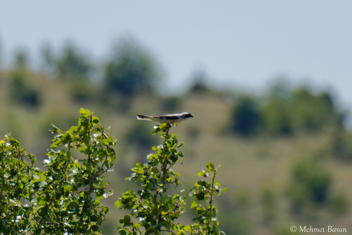 Lesser Gray Shrike - ML638991767
