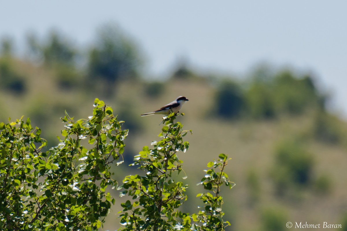 Lesser Gray Shrike - ML638991769