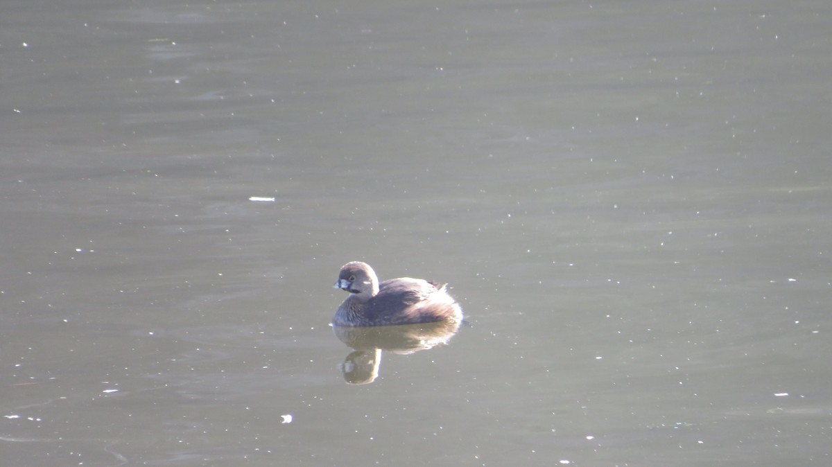 Pied-billed Grebe - ML638991770