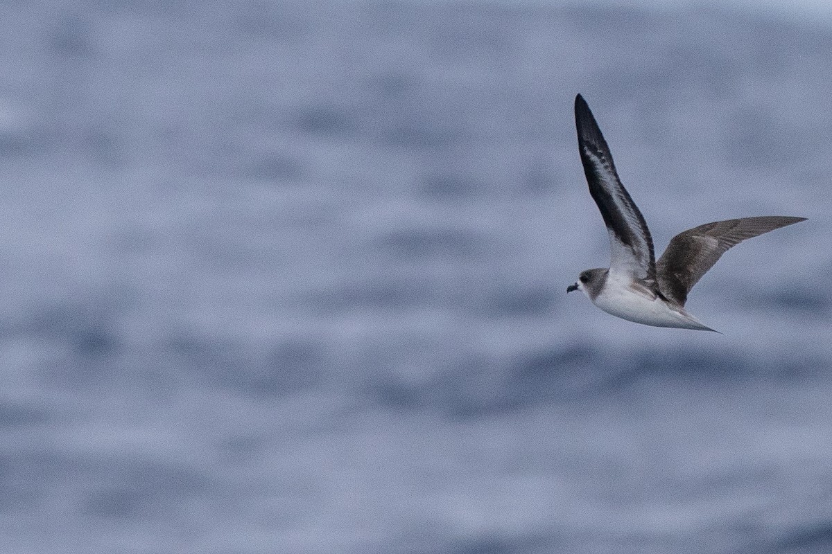 Zino's Petrel - ML638991771