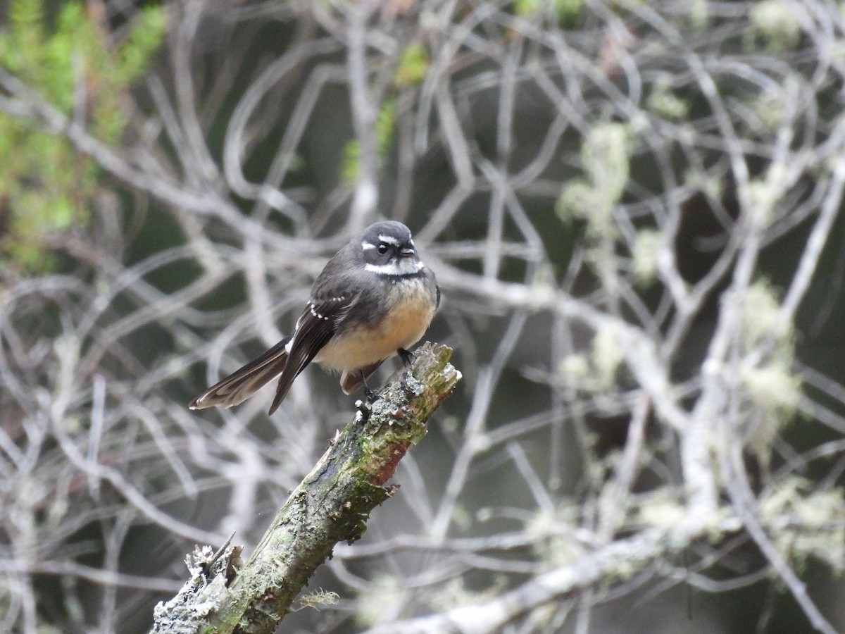Gray Fantail (albiscapa) - ML638991773