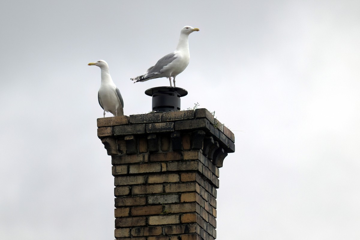 European Herring Gull - ML638991777
