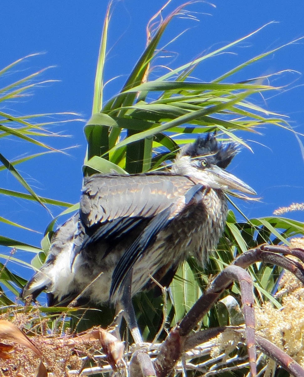 Great Blue Heron - ML638991784