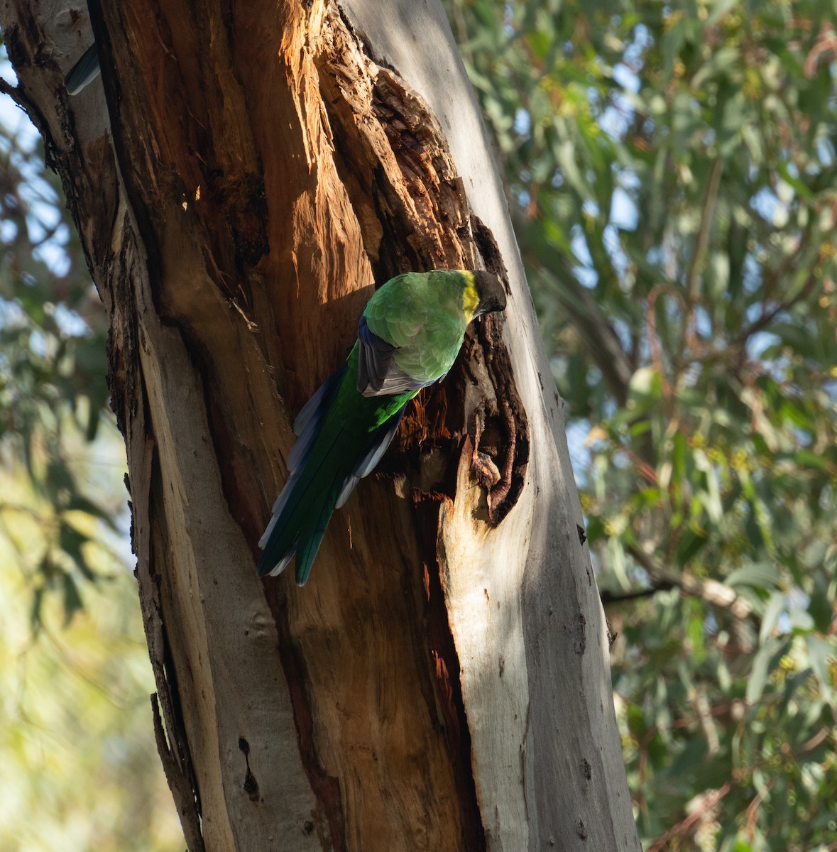 Australian Ringneck - ML638991826