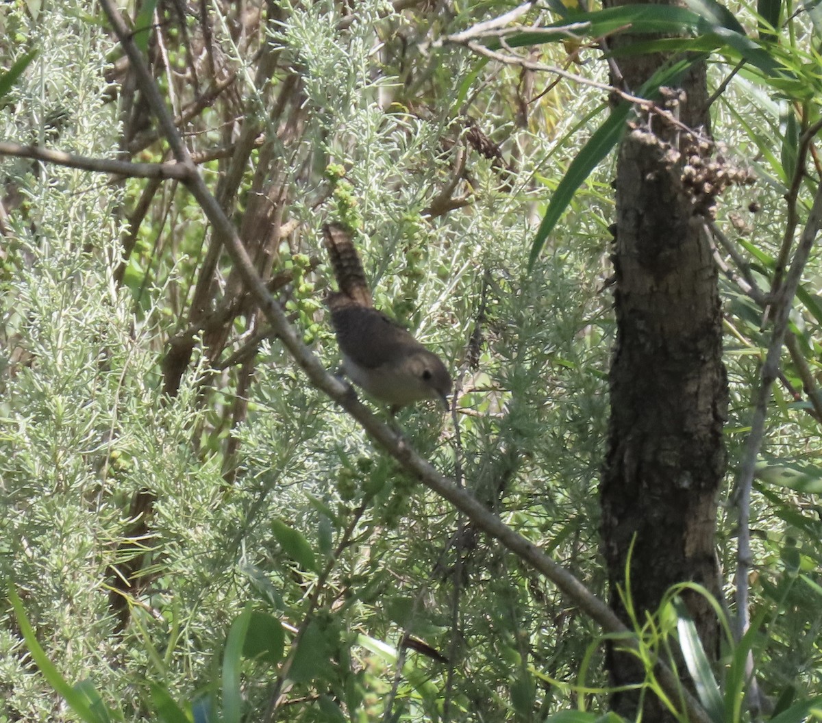 Northern House Wren - ML638991836