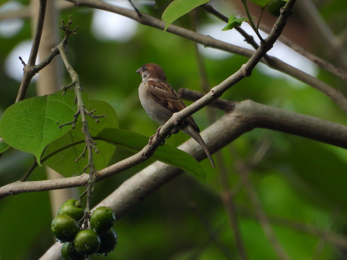 Passera mattugia - ML638991863