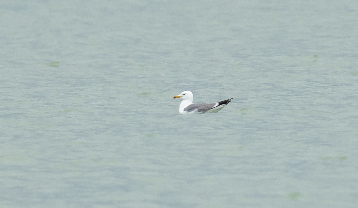 Armenian Gull - ML638991876