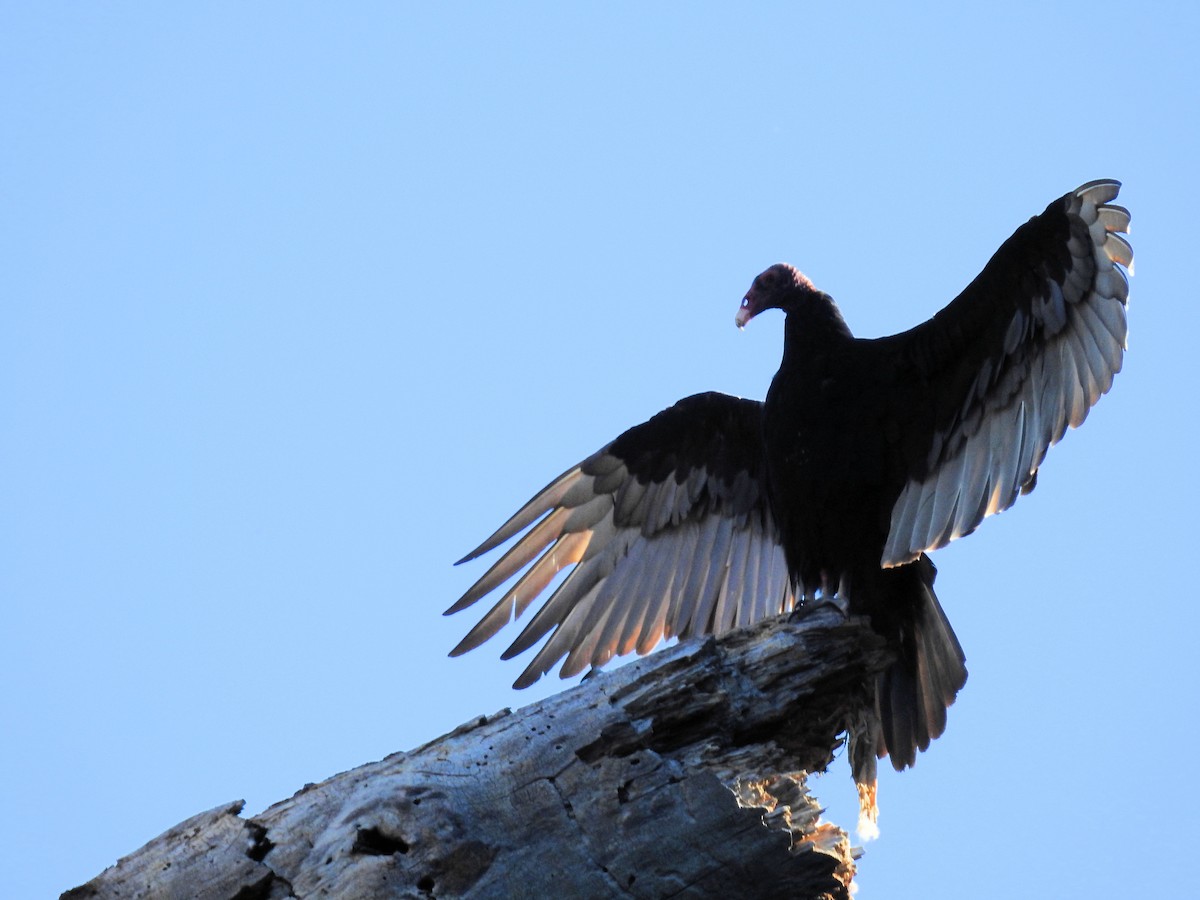 Turkey Vulture - ML638991899