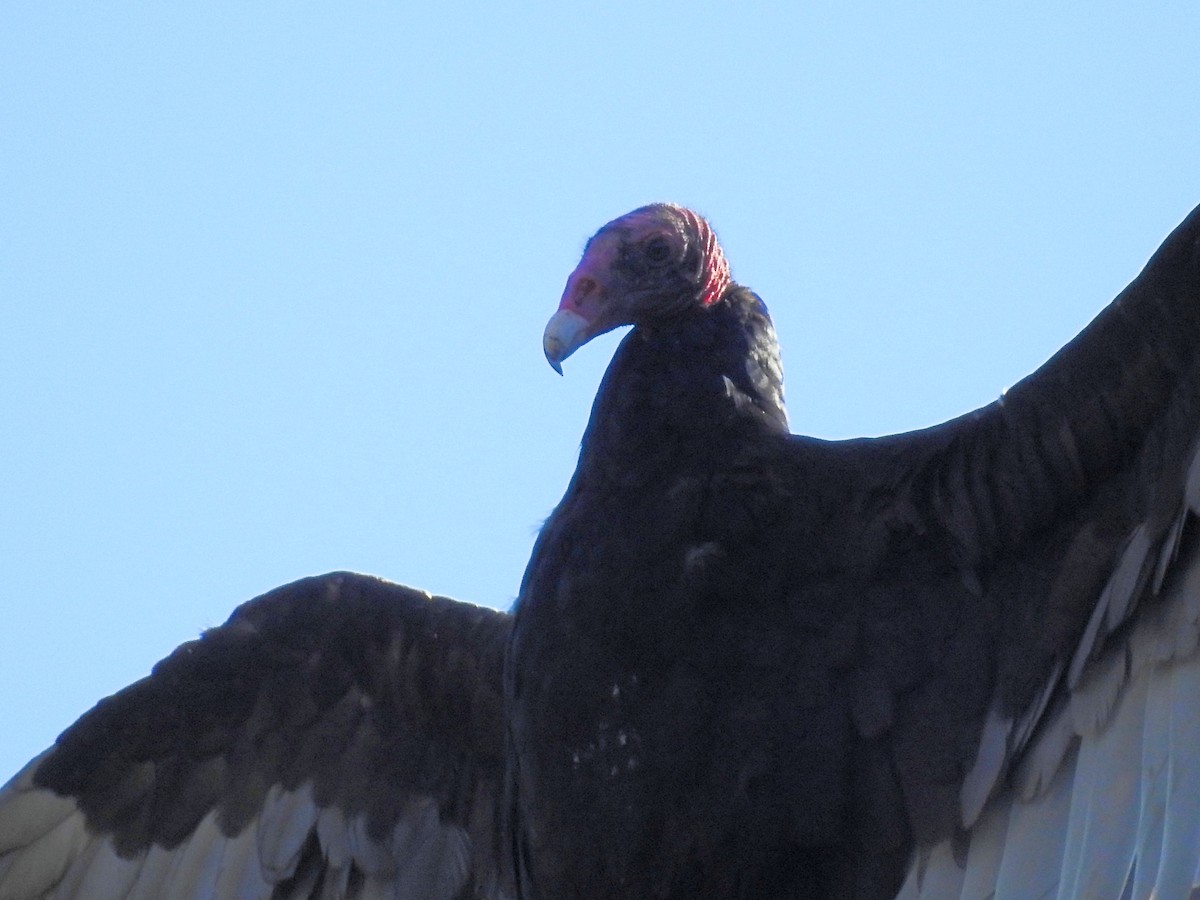 Turkey Vulture - ML638991901