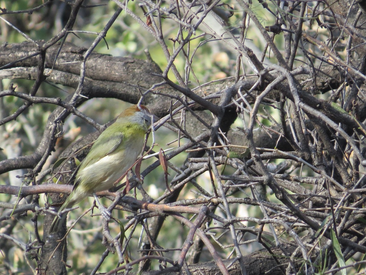 Rufous-browed Peppershrike - ML638991945