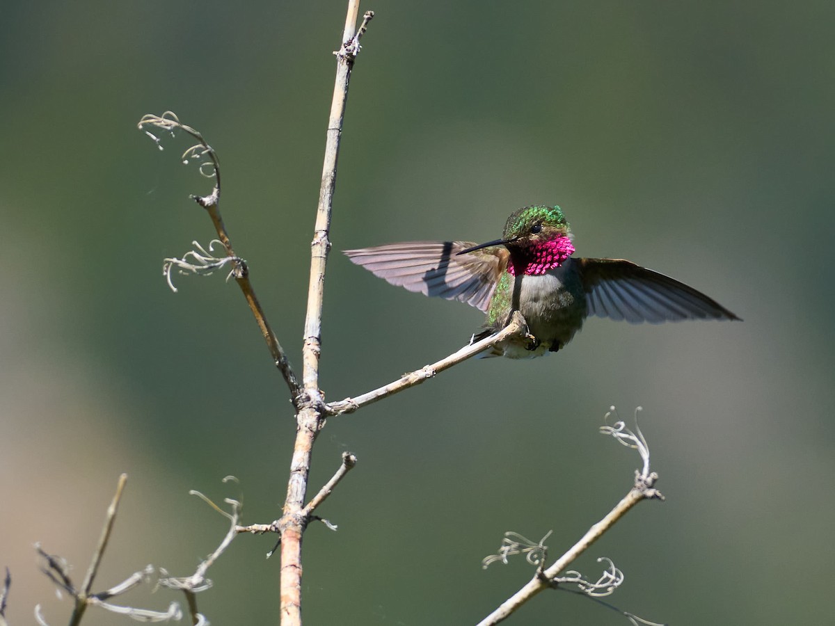 Broad-tailed Hummingbird - ML638991987