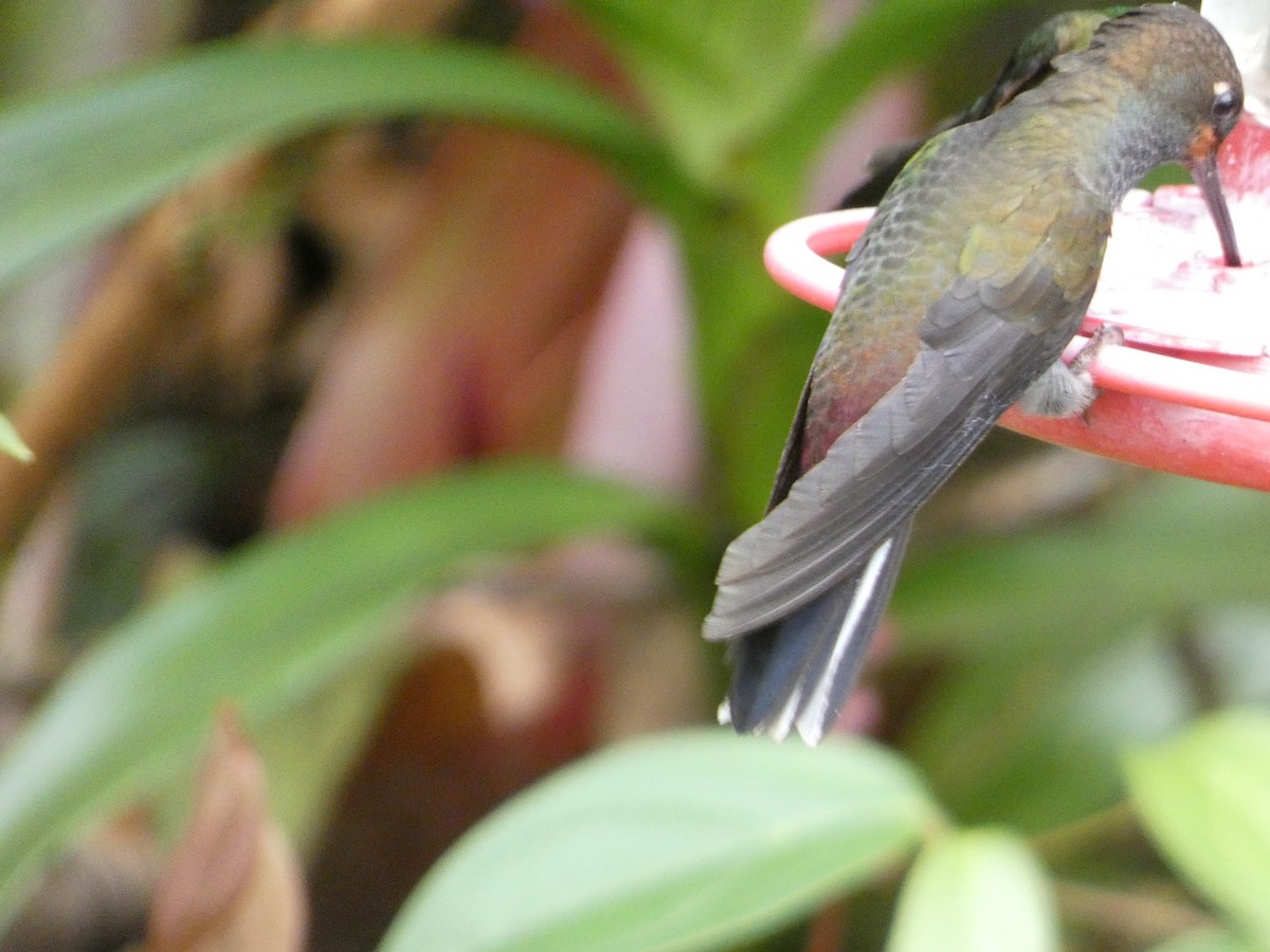 Rufous-gaped Hillstar - ML638992014