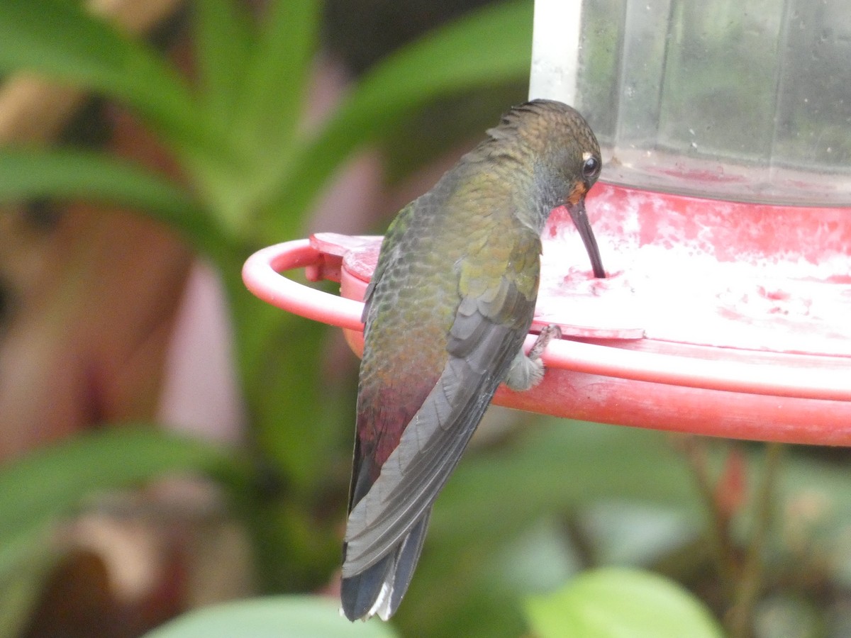 Rufous-gaped Hillstar - ML638992015