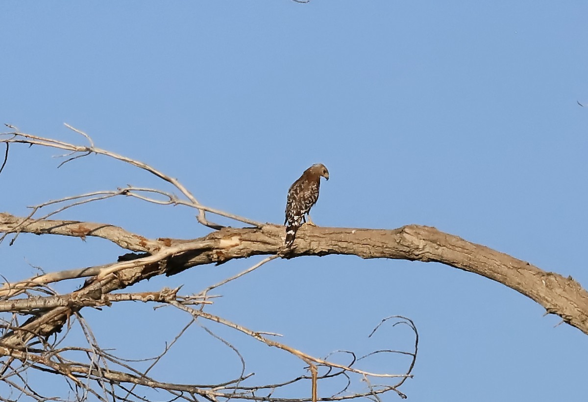 Red-shouldered Hawk - ML638992024