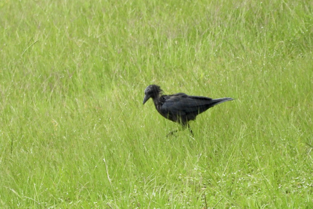 American Crow - ML638992036