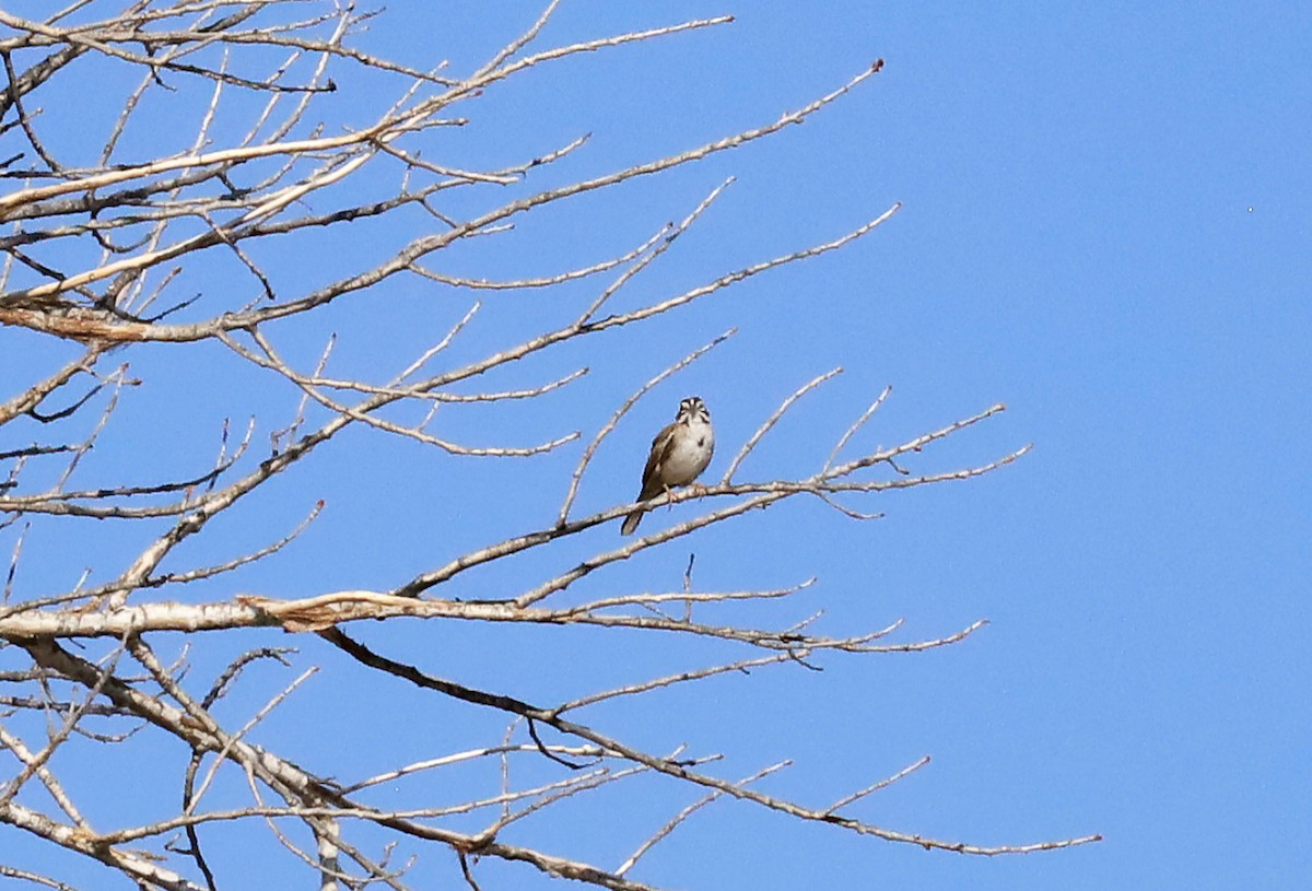 Lark Sparrow - ML638992060