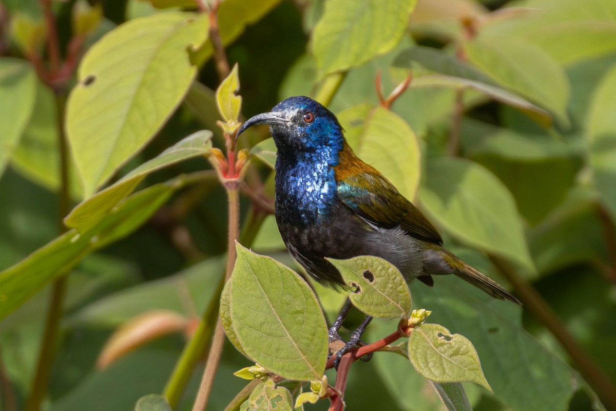 Blue-headed Sunbird - ML638992088