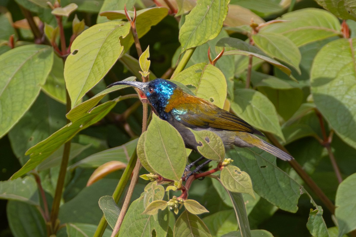 Blue-headed Sunbird - ML638992097