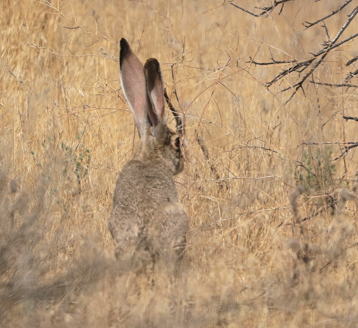 Hares and Jackrabbits - ML638992100