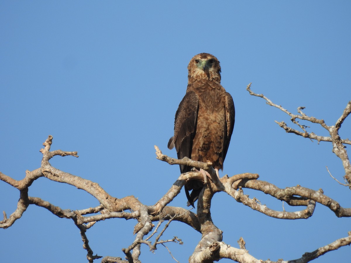 Tawny Eagle - ML638992119