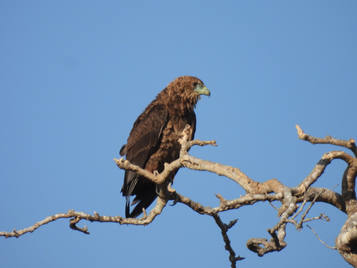 Tawny Eagle - ML638992122