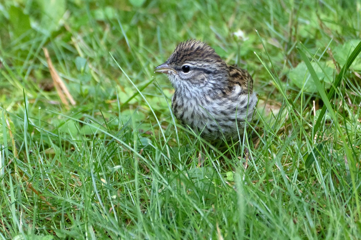 Chipping Sparrow - ML638992124